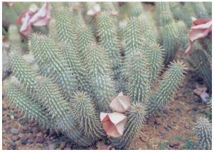 Weight loss. Miracle hoodia contra obesity.